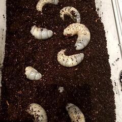 ヒルスシロカブトペア  カブトムシ  昆虫 の画像