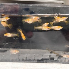 めだか　東天光　4匹500円の画像