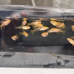 めだか　東天光　4匹500円の画像