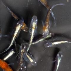 めだか　オーロラ黄ラメ体外光　メダカです🥰10匹＋αです❗の画像