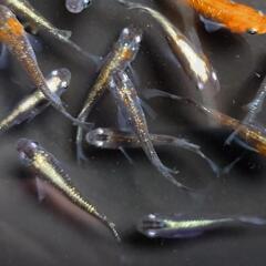めだか　オーロラ黄ラメ体外光　メダカです🥰10匹＋αです❗の画像