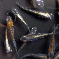 めだか　オーロラ黄ラメ体外光　メダカです🥰10匹＋αです❗の画像