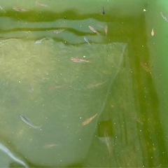 メダカMIX、選別落ち、ラメ等色々　めだか1匹50円 水草も一緒に　の画像