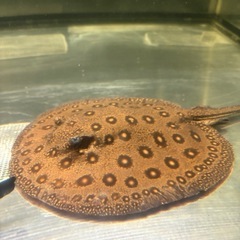 エイ3匹(オス)まとめての画像
