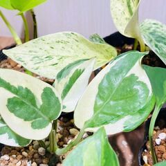 【観葉植物】色々なポトス（2.5号ポット）の画像