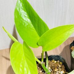 【観葉植物】色々なポトス（2.5号ポット）の画像