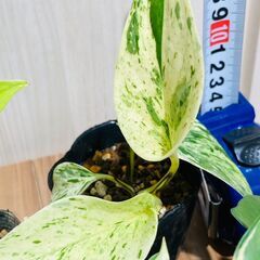 【観葉植物】色々なポトス（2.5号ポット）の画像