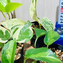 【観葉植物】色々なポトス（2.5号ポット）の画像