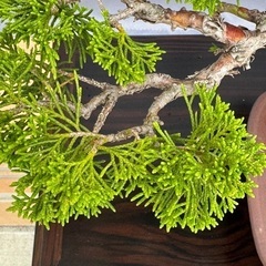 真柏　shinpaku Juniperus chinensisの画像