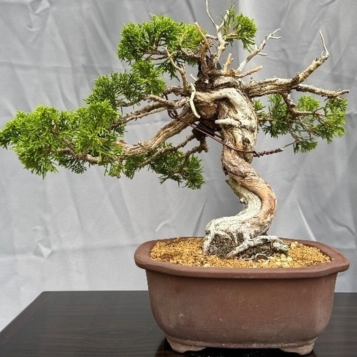 真柏 shinpaku Juniperus chinensis