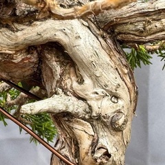 真柏　shinpaku Juniperus chinensisの画像
