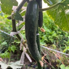 【7/14.15.16】野菜セット