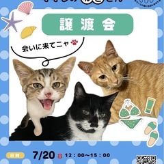 7月20日　ななしのねこさん譲渡会
