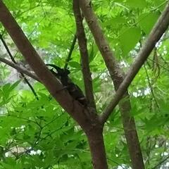 ミヤマクワガタ成虫♂1匹販売の画像