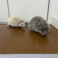 ハリネズミ兄妹