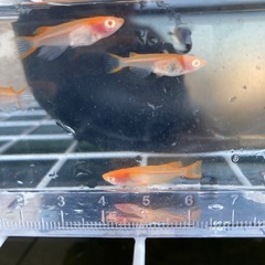増やしました‼️楊貴妃透明鱗　アルビノの画像