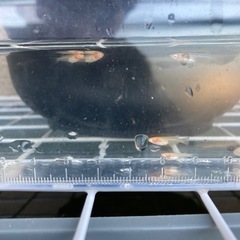 増やしました‼️楊貴妃透明鱗　アルビノの画像
