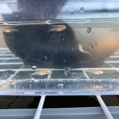 増やしました‼️楊貴妃透明鱗　アルビノの画像