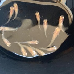 増やしました‼️楊貴妃透明鱗　アルビノの画像