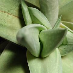 多肉植物「グリーンアイス」の画像