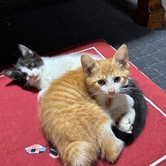 やんちゃな子猫2匹