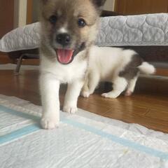 生後１ヶ月半＊明るく元気な男の子