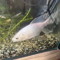 引取り限定！鉄魚2匹