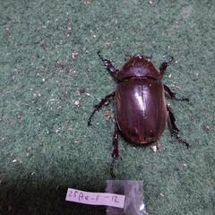 【出品No.25_6】国産カブトムシ　成虫ペア　(個体番号:25Aa-1-9 / 25Aa-0-12)の画像
