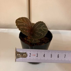 エピスシア クプレアータ ピンクヘブン①の画像