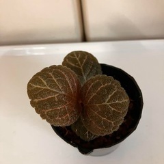エピスシア クプレアータ ピンクヘブン①の画像