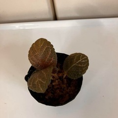 エピスシア クプレアータ ピンクヘブン①の画像