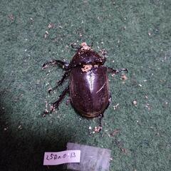 【出品No.25_7】国産カブトムシ　成虫ペア　(個体番号:25Aa-1-12 / 25Aa-0-13)の画像