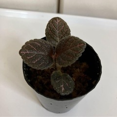 エピスシア クプレアータ ピンクヘブン②の画像