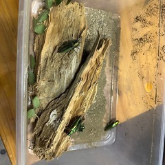 虫　昆虫　タマムシ✨の画像