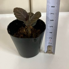 エピスシア クプレアータ ピンクヘブン③の画像