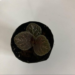 エピスシア クプレアータ ピンクヘブン③の画像
