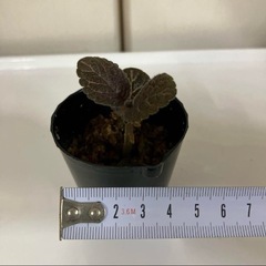 エピスシア クプレアータ ピンクヘブン③の画像