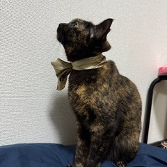 人懐っこく甘えん坊のサビ猫ちゃん