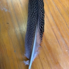 孔雀羽の画像