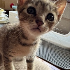 4兄弟の中で1番大きいキジくん
