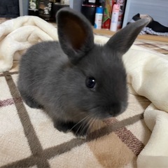 ミニうさぎ