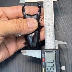 [国産オオクワガタNO:145]川西産77ミリペアーの画像