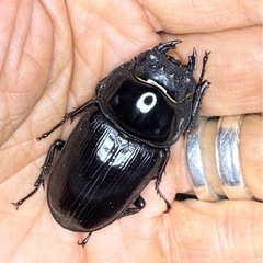 [国産オオクワガタNO:145]川西産77ミリペアーの画像