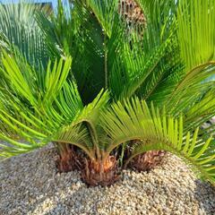 ソテツ　蘇鉄　観葉植物　ドライガーデン　ロックガーデンの画像