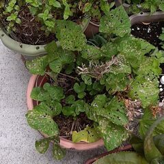 植木鉢の画像