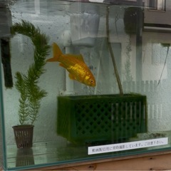 マツモ③の画像