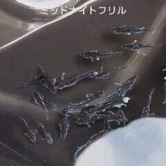 ミッドナイトフリル稚魚５匹の画像
