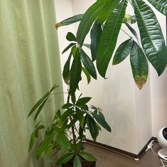 観葉植物②