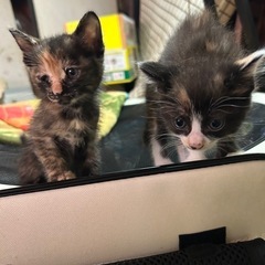 子猫5匹　５月２９日生まれ