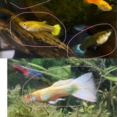 グッピー  観賞魚  メス 5匹の画像